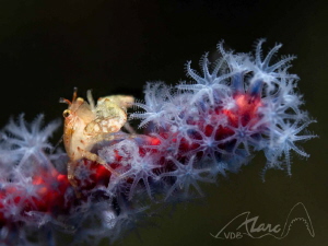 white star by Marc Van Den Broeck 
